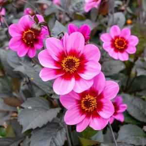 Dahlia Fleur Simple Wink (x1)